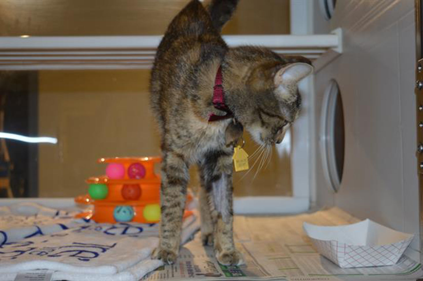 Last week's pet, still available: Goodie